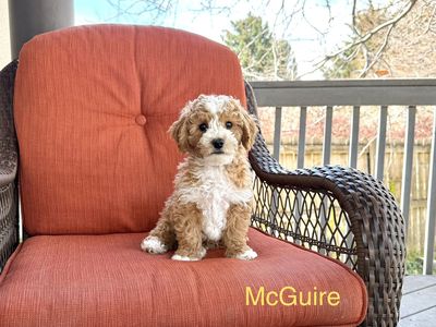 Ready-playful, family raised Goldendoodle Teacup