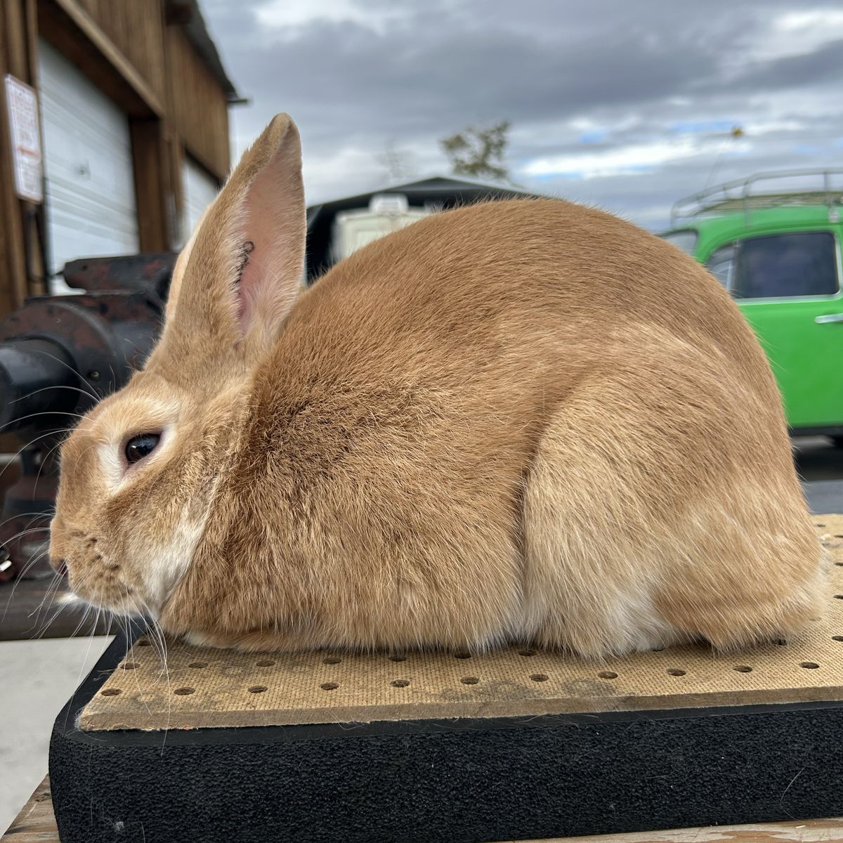 Breeding Quality Palomino Rabbits