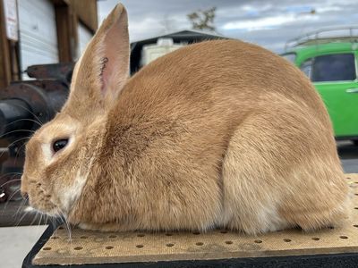 Breeding Quality Palomino Rabbits