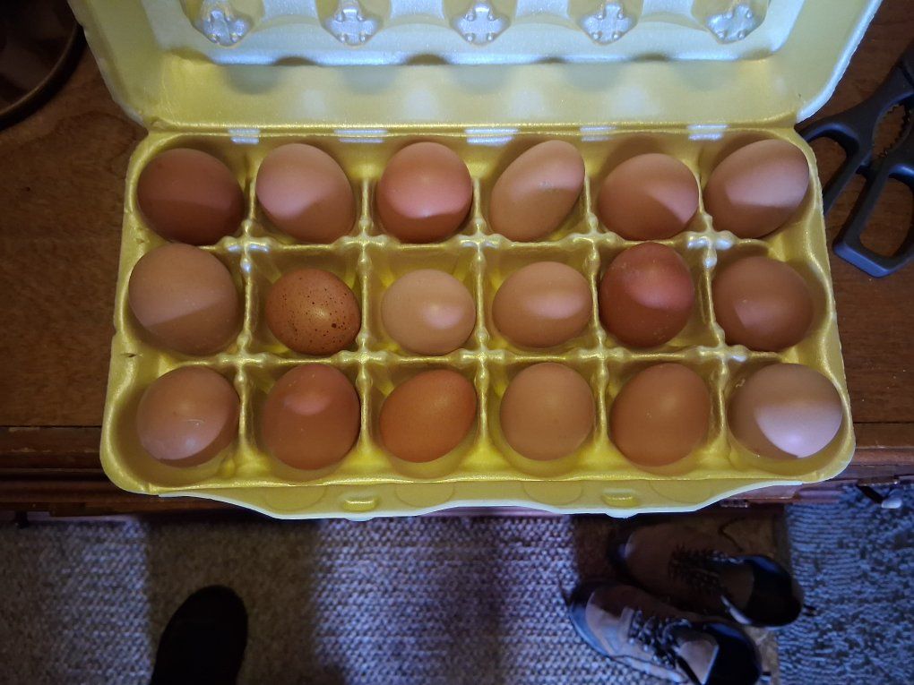 Farm fresh Eggs
