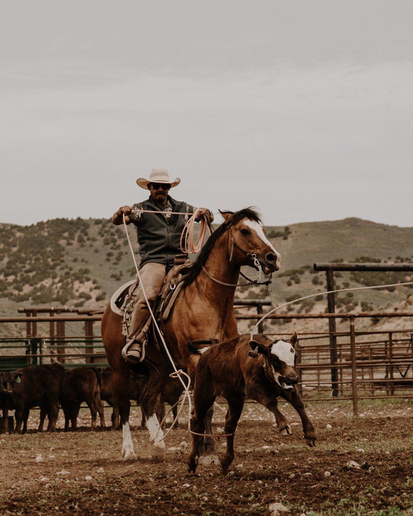 peppy san badger quarter draft stud