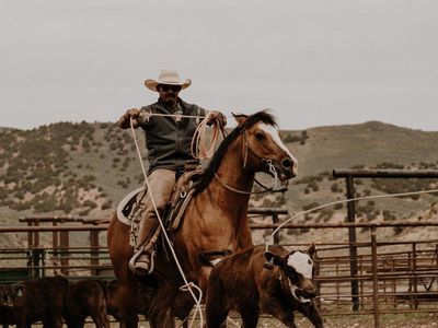 peppy san badger quarter draft stud