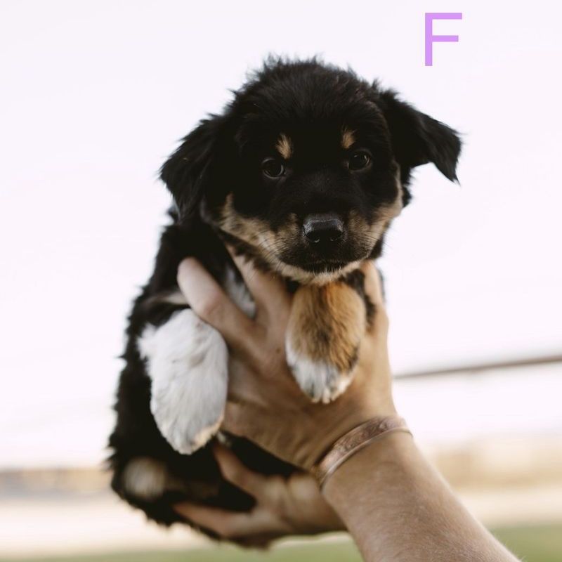 Australian Shepherd aussie puppies