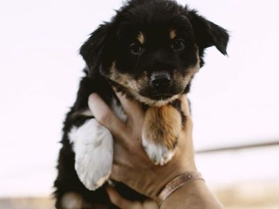 Australian Shepherd aussie puppies