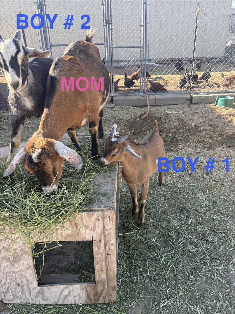 Nubian, Alpine, and Nigerian Dwarf Goats