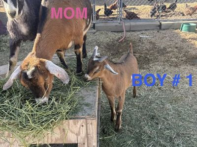 Nubian, Alpine, and Nigerian Dwarf Goats