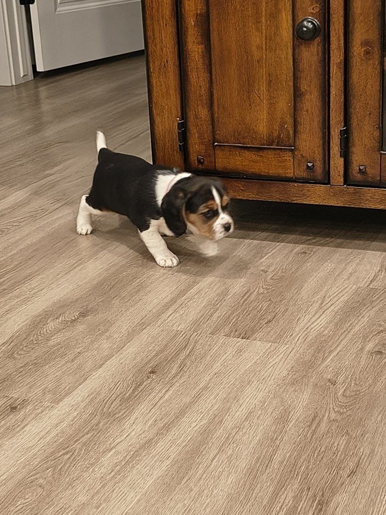 Beaglier Beagle/King CharlesCavalier Spaniel