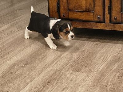 Beaglier Beagle/King CharlesCavalier Spaniel