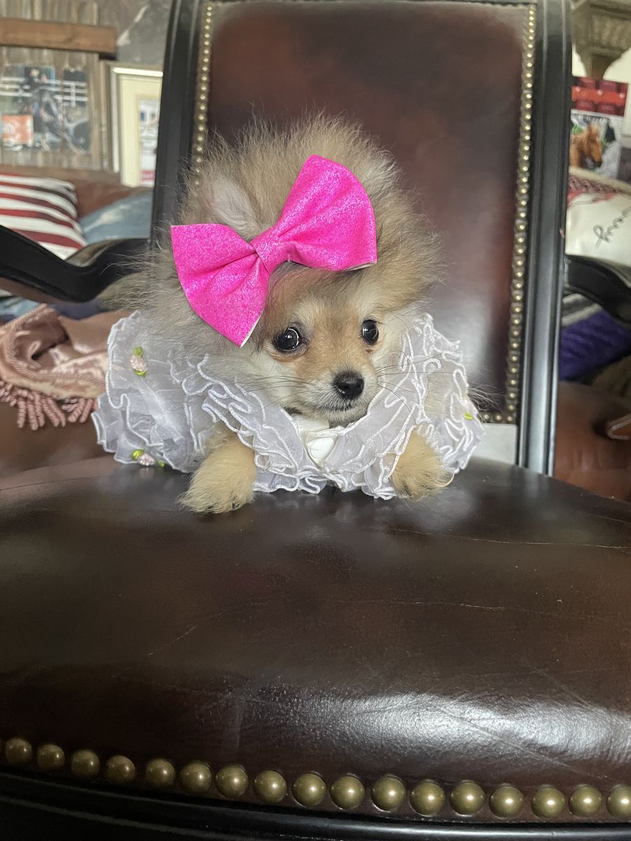 AKC Tiny Teacup Pomeranian puppies for sale or part trade
