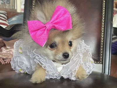 AKC Tiny Teacup Pomeranian puppies for sale or part trade