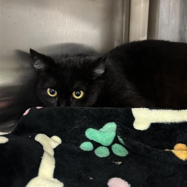 Hello my name is Wallaby