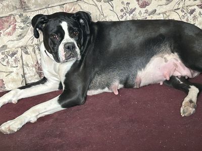 AKC BOXER PUPS