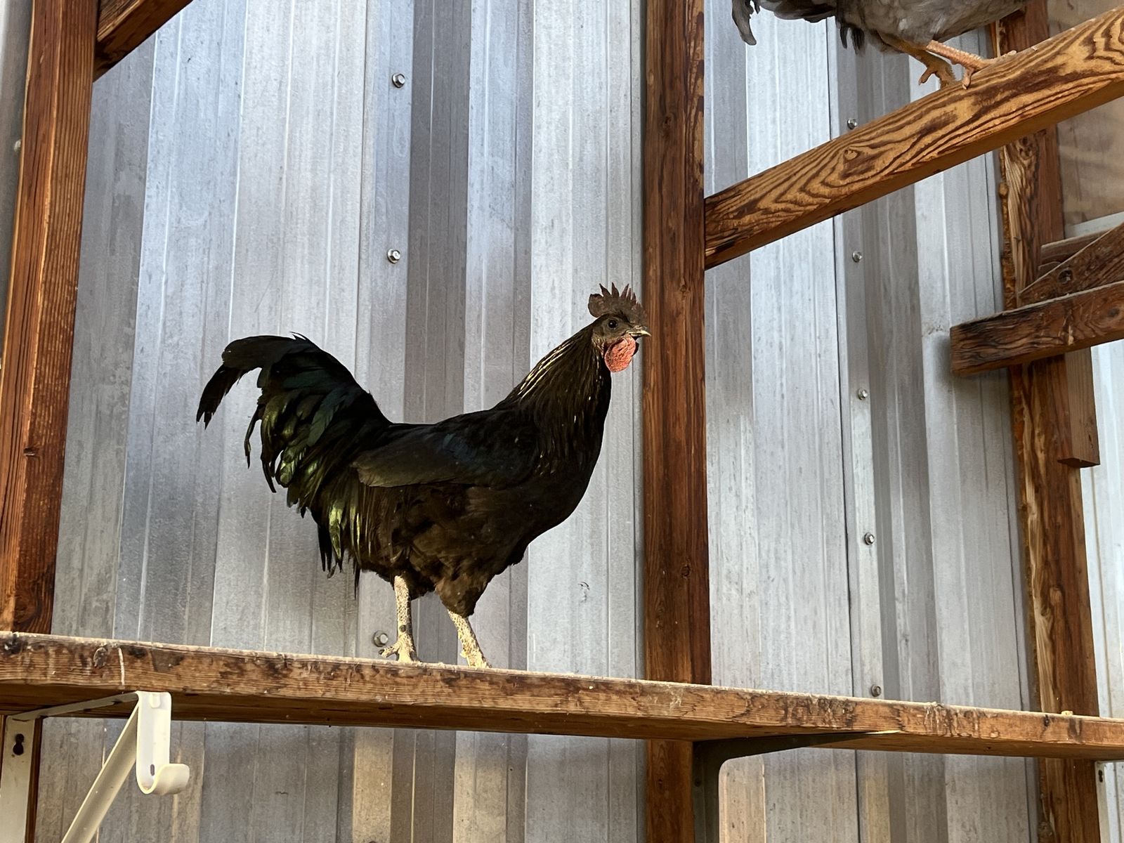 Roosters