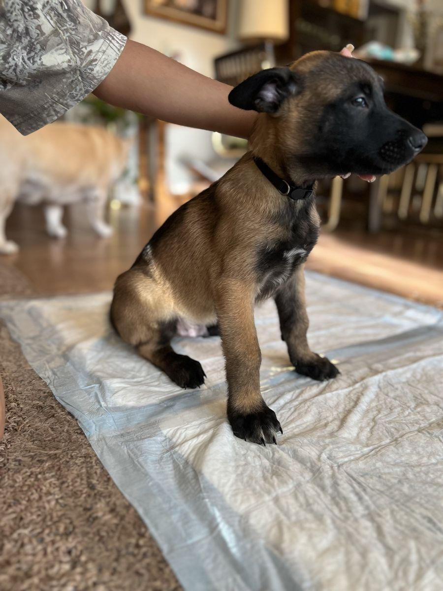 Belgium Malinois Puppy