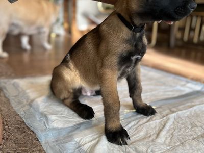 Belgium Malinois Puppy