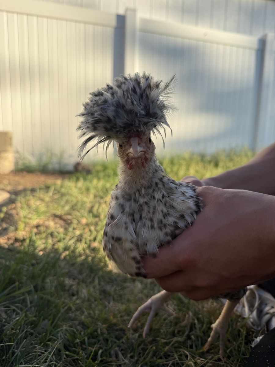 FREE Candy Cane Polish Chick
