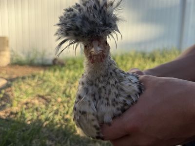 FREE Candy Cane Polish Chick