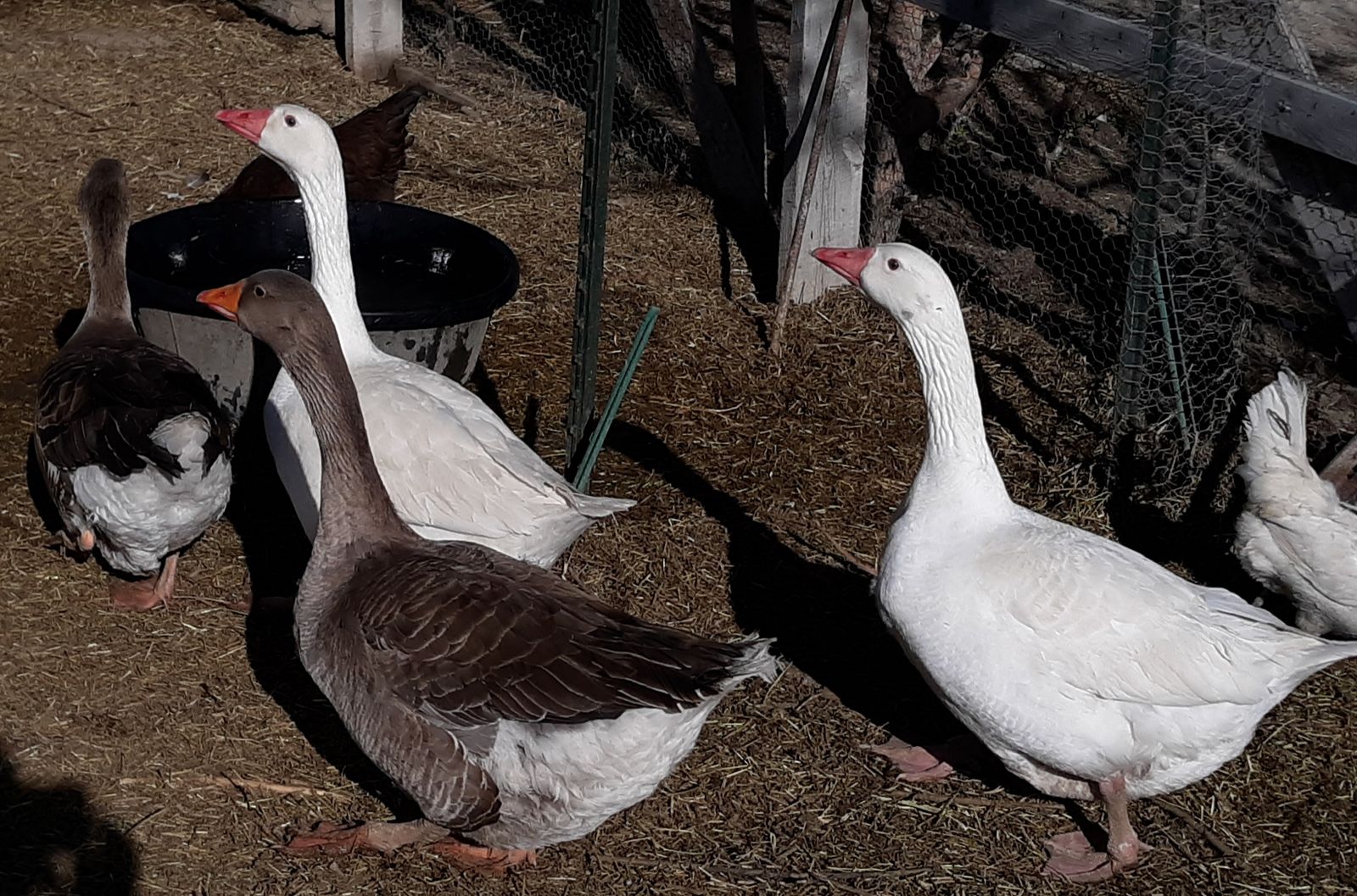 Assorted Male Geese for sale $50 each
