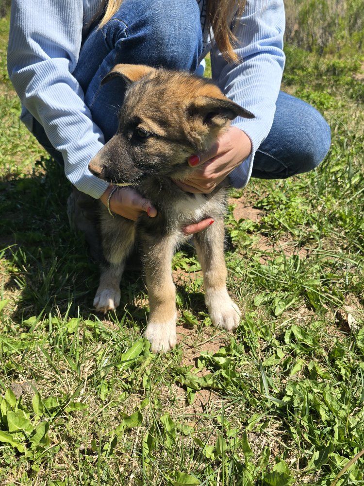 husky/German shepherd pups
