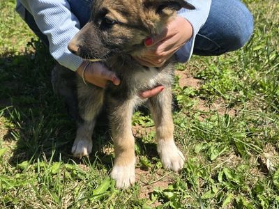 husky/German shepherd pups