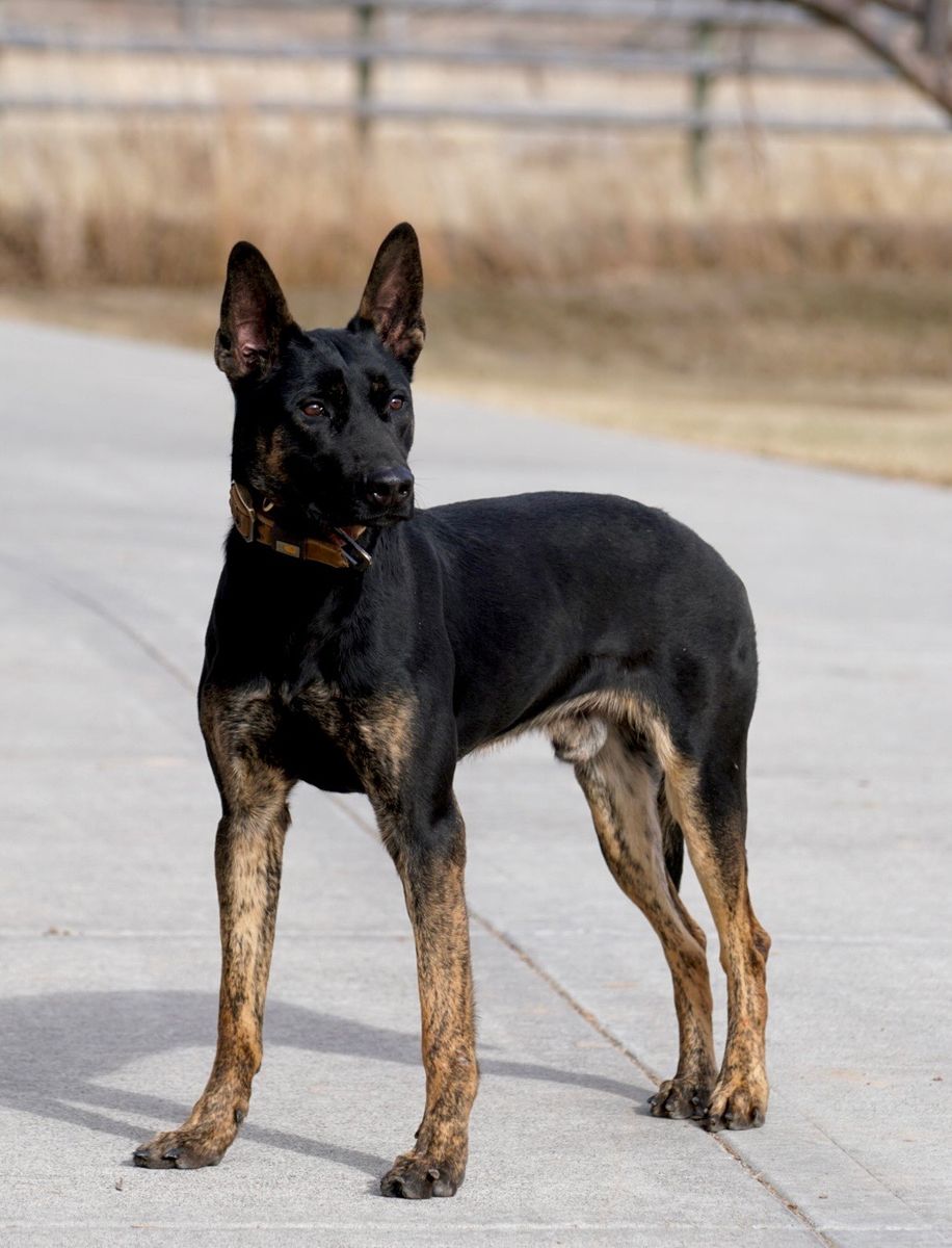 Dutch Shepherd- Son of TYKO- 1.5 Years Old