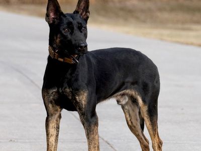 Dutch Shepherd- Son of TYKO- 1.5 Years Old