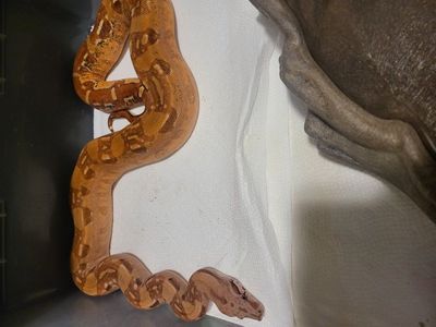 Ready to breed Flamingo Aztec het VPI female