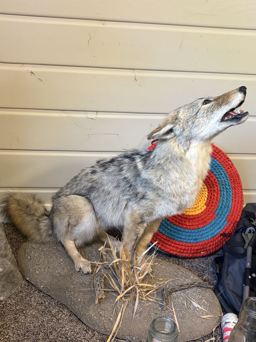 Coyote and Red Fox Full Body Mount Taxidermy Display