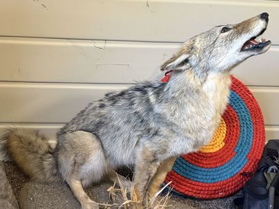 Coyote and Red Fox Full Body Mount Taxidermy Display