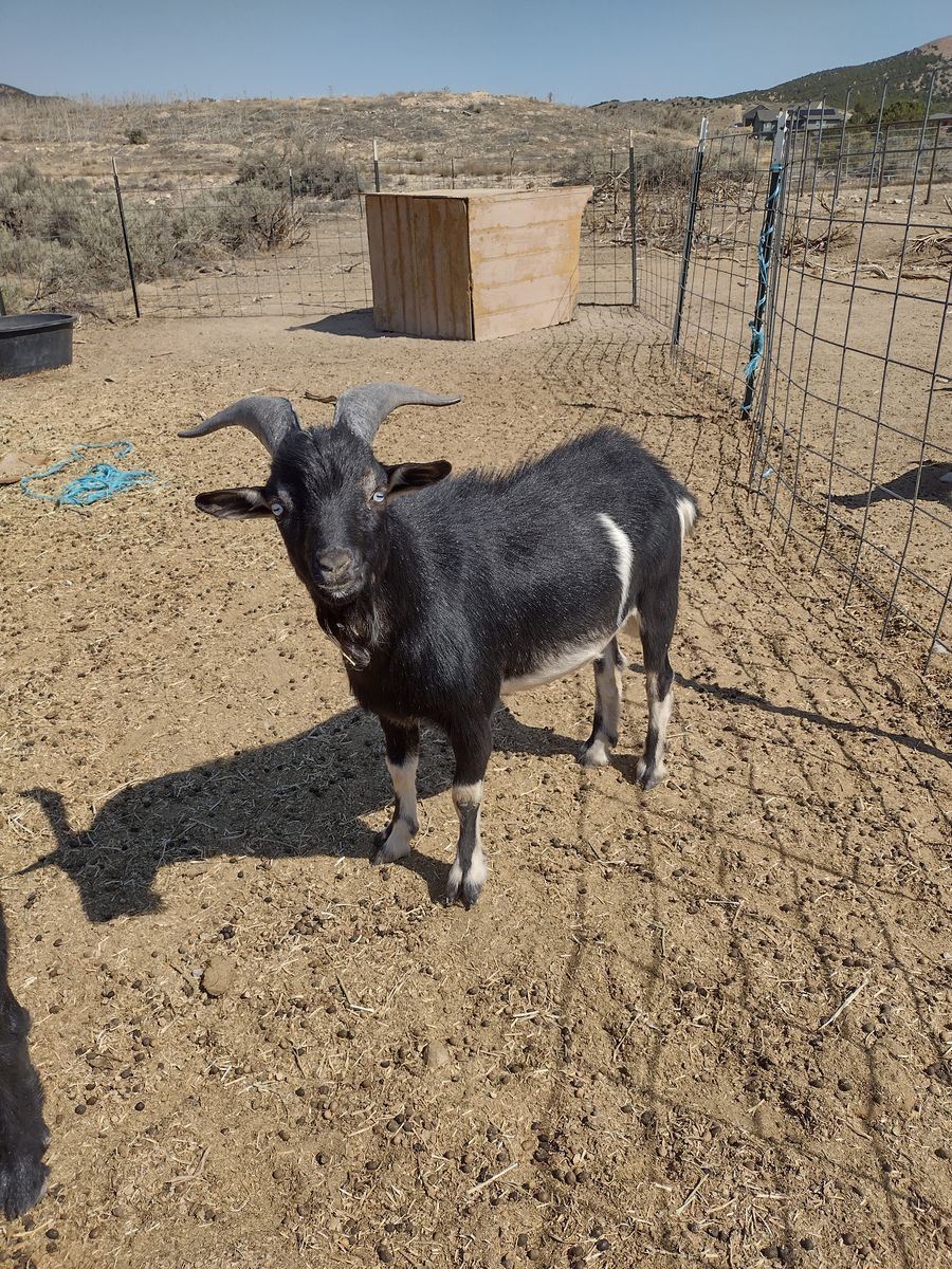 Mixed Mini Breeding Buck (Billy) for sale