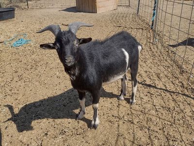 Mixed Mini Breeding Buck (Billy) for sale
