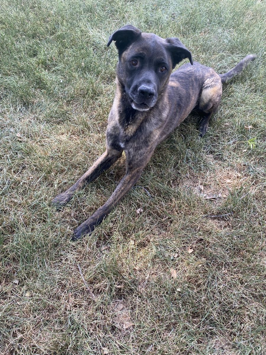Cane Corso/German Shepard mix