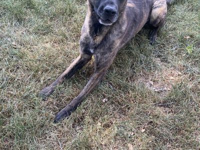 Cane Corso/German Shepard mix