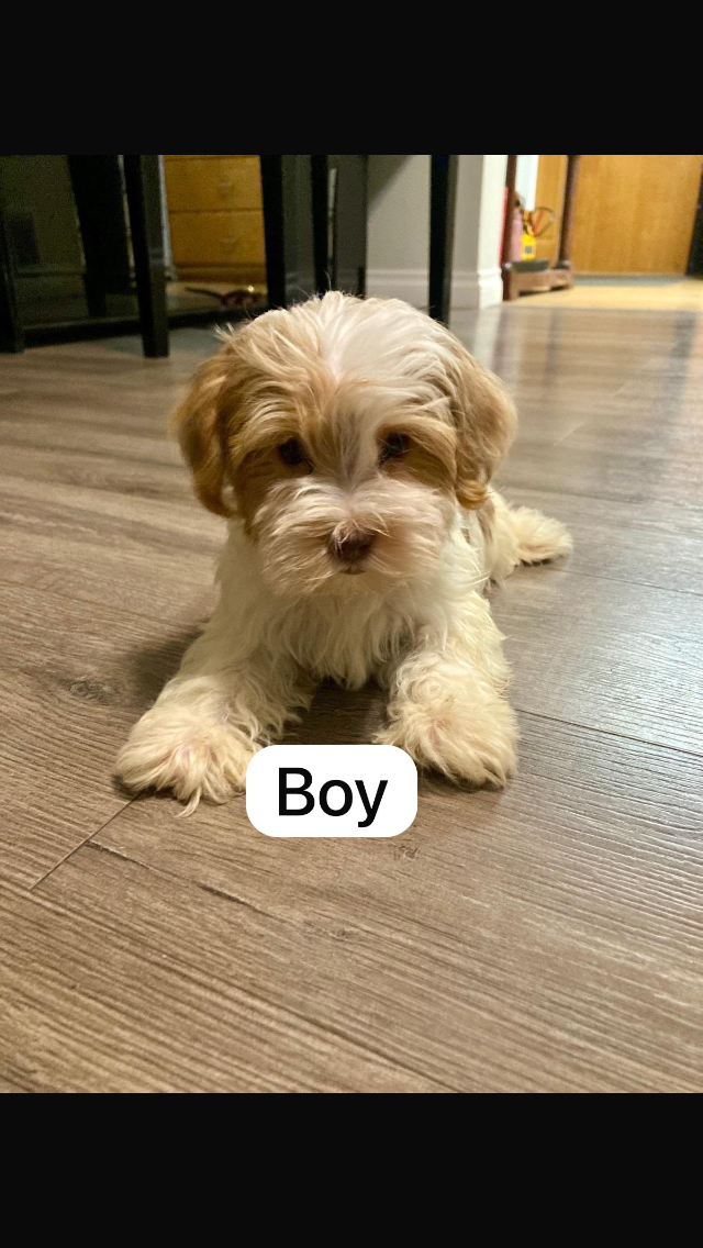Parti Yorkie Puppies Available 
