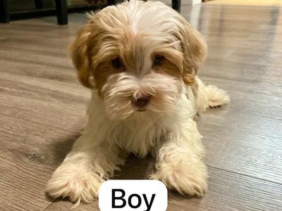 Parti Yorkie Puppies Available
