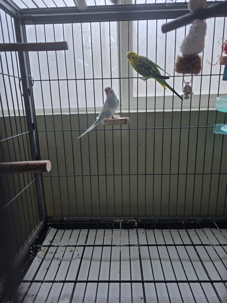 Parakeet pair