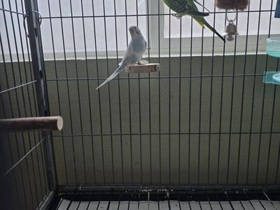 Parakeet pair