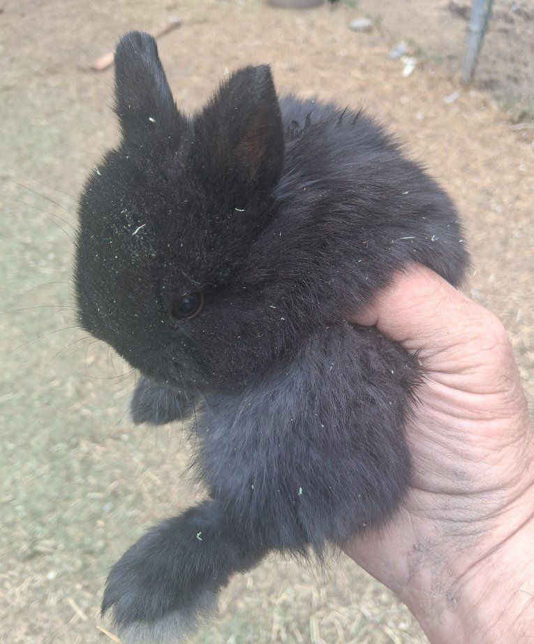 NETHERLAND DWARF BUNNIES