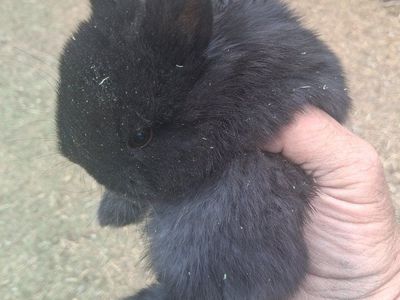 NETHERLAND DWARF BUNNIES