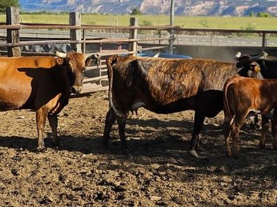 3 Coriente Cows