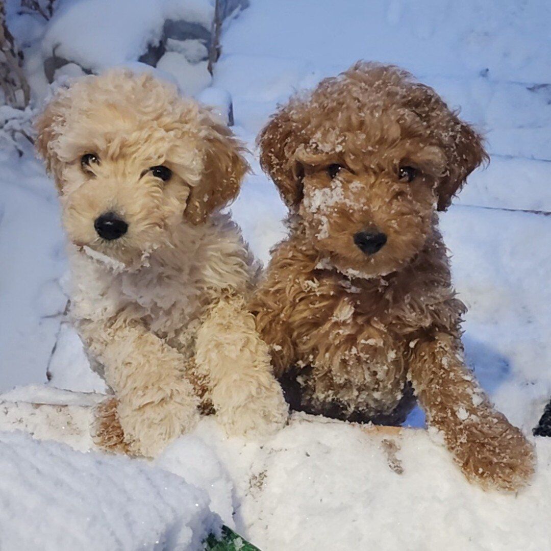 f1b micro mini Goldendoodle puppies, golden doodle