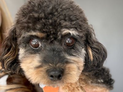 Teacup Poodle Stud - Phantom Tri 5lbs