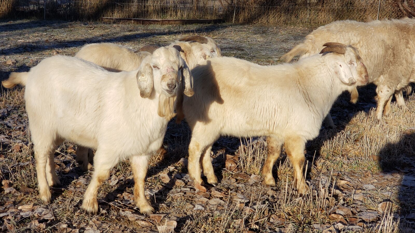 Fullblood Savanna and Boer Crossbred Bucks