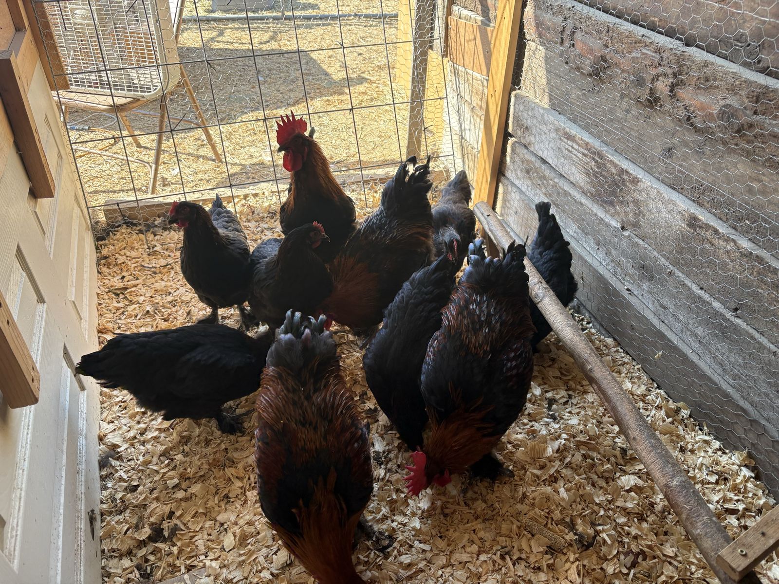 Black copper maran cockerels.