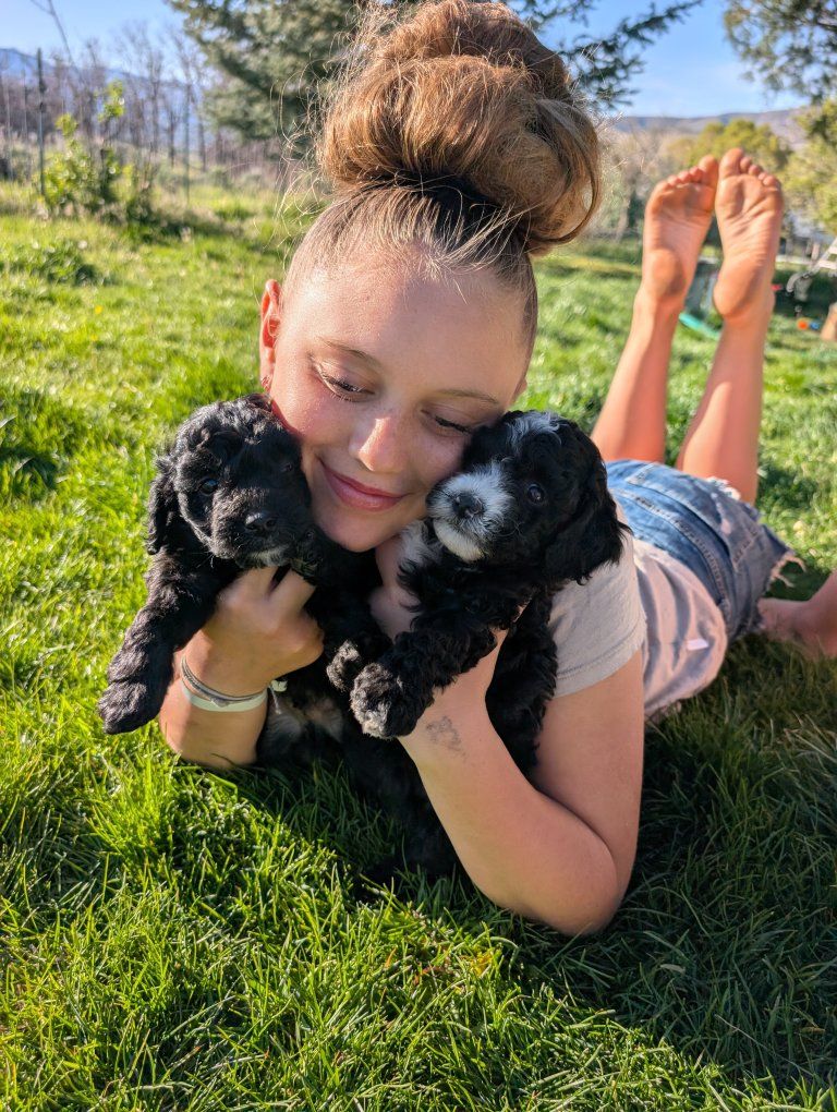 Mini/Micro Golden/ aussiedoodle Puppies