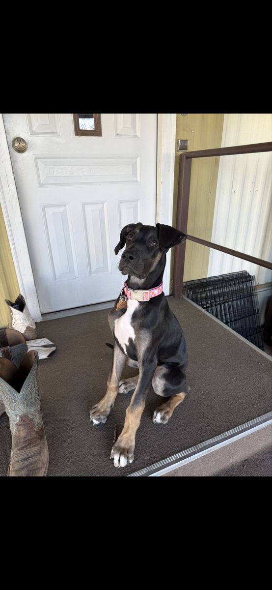 Great Dane
