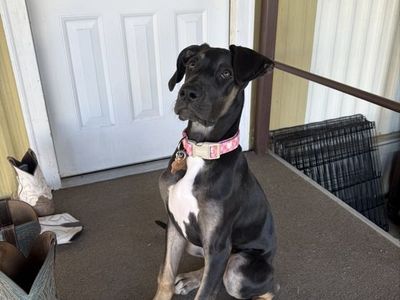 Great Dane