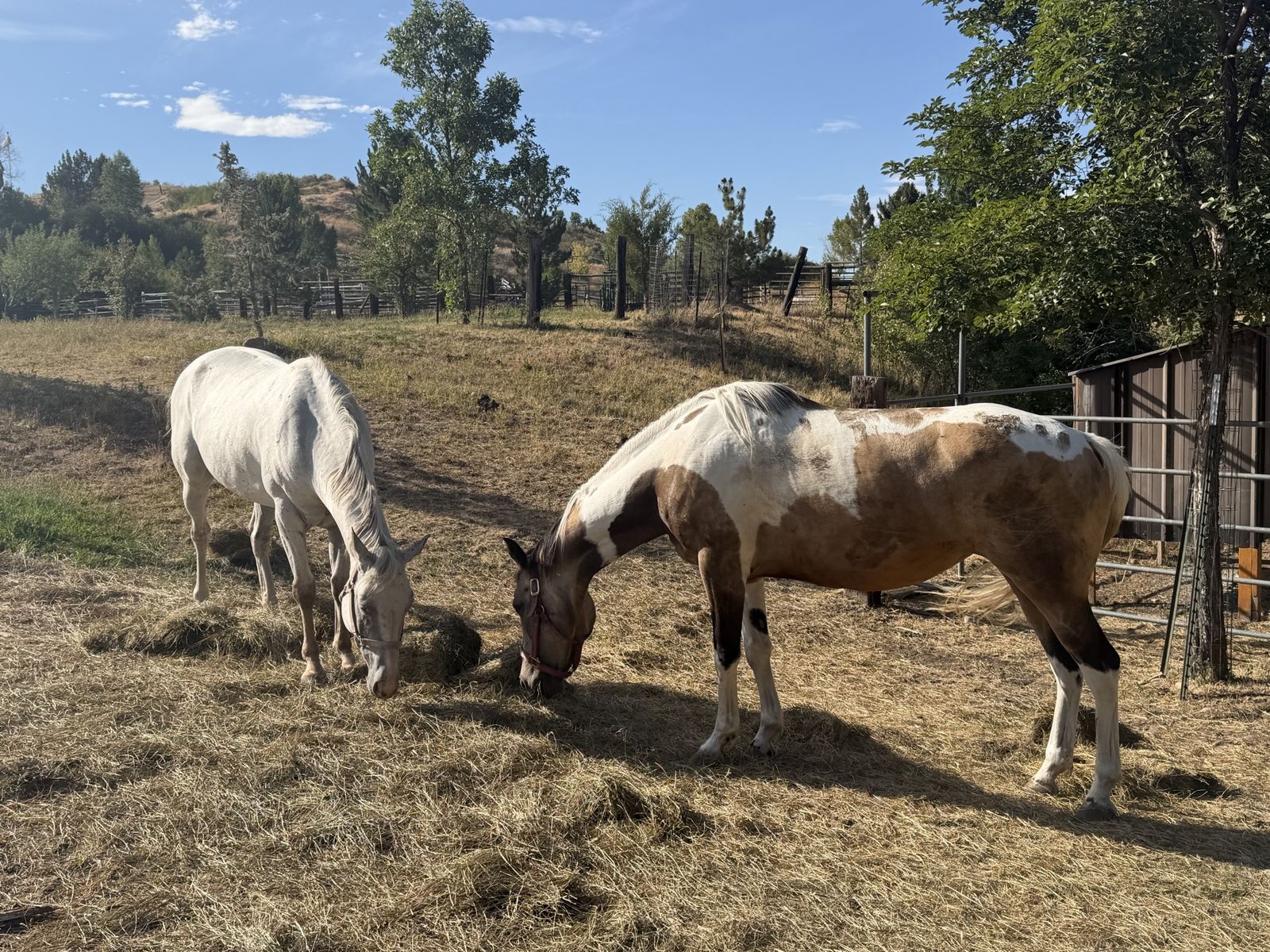 Gentle 6 & 7 year old Mares looking for a great home