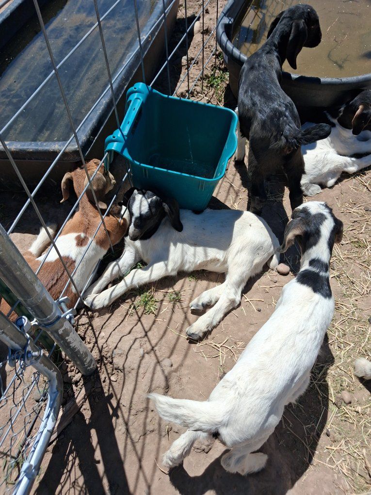 boer goats