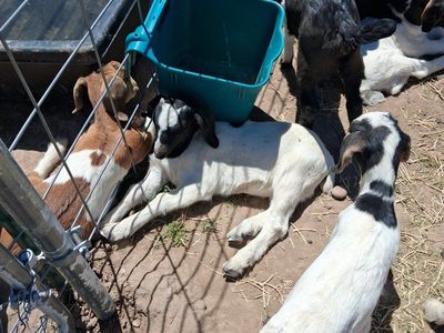 boer goats